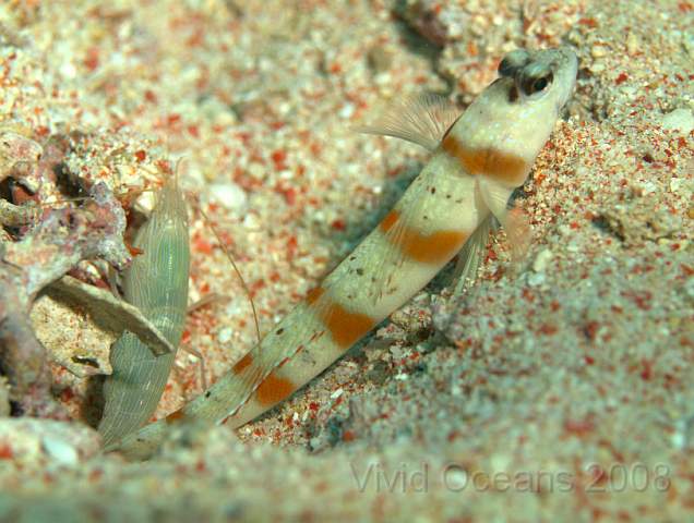 Bulldozer Shrimp