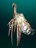 Cuttlefish