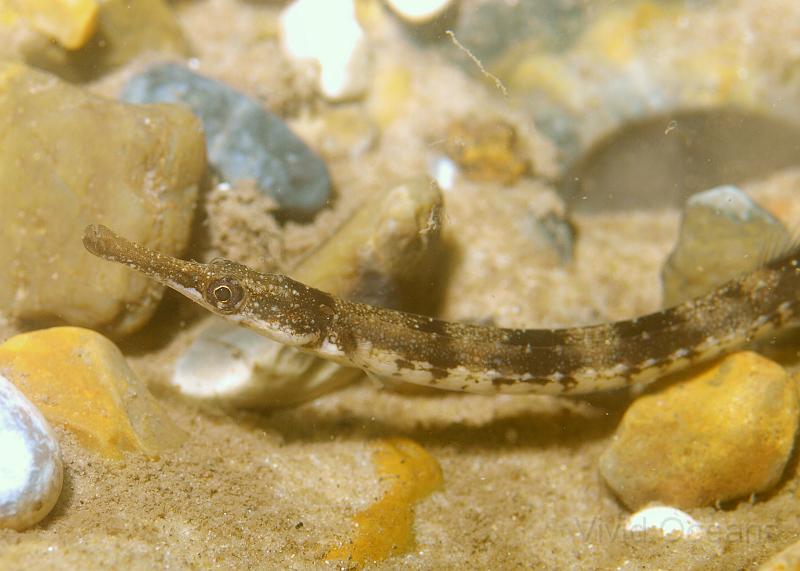 P7036493.JPG - Greater pipefish have a funny 'sculpted' look, as though they are made out of metal plates